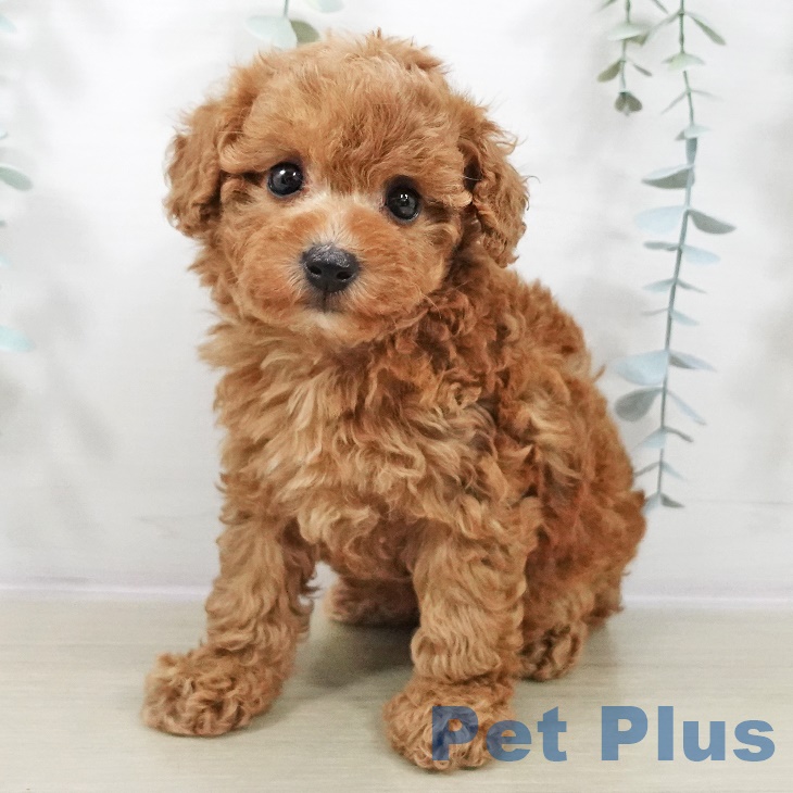 トイ・プードルの写真2