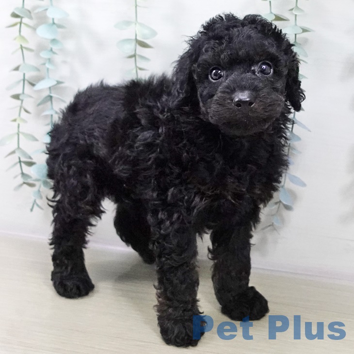 山梨県のトイプードル(トイ) (ペットプラス 甲府昭和店/2025年9月4日生まれ/男の子/ブラックタン)の子犬の1枚目の画像