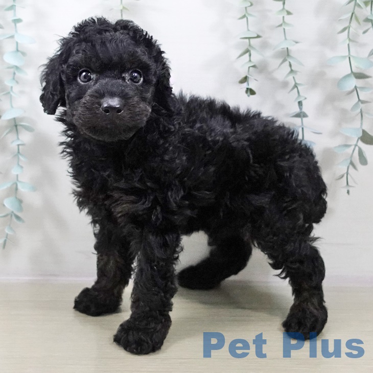 山梨県のトイプードル(トイ) (ペットプラス 甲府昭和店/2025年9月4日生まれ/男の子/ブラックタン)の子犬の2枚目の画像