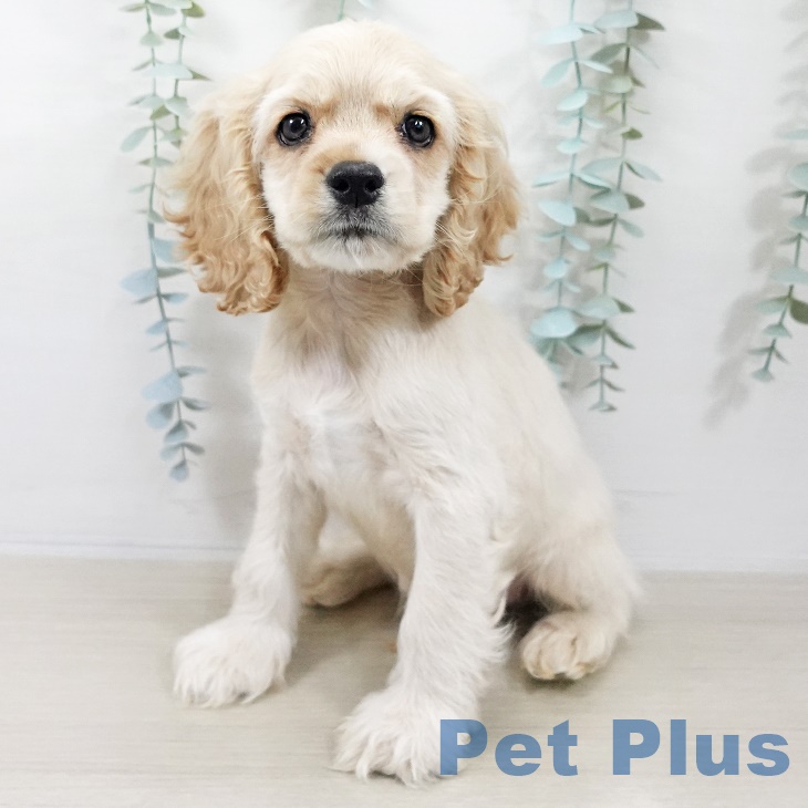 宮城県のアメリカンコッカースパニエル (ペットプラス 名取店/2025年8月30日生まれ/男の子/バフ)の子犬の1枚目の画像