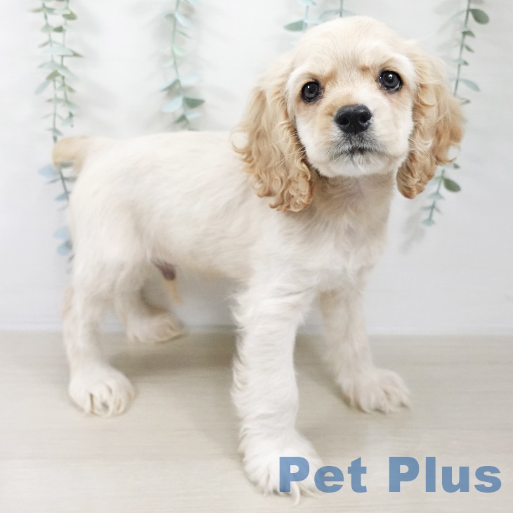 宮城県のアメリカンコッカースパニエル (ペットプラス 名取店/2025年8月30日生まれ/男の子/バフ)の子犬の2枚目の画像