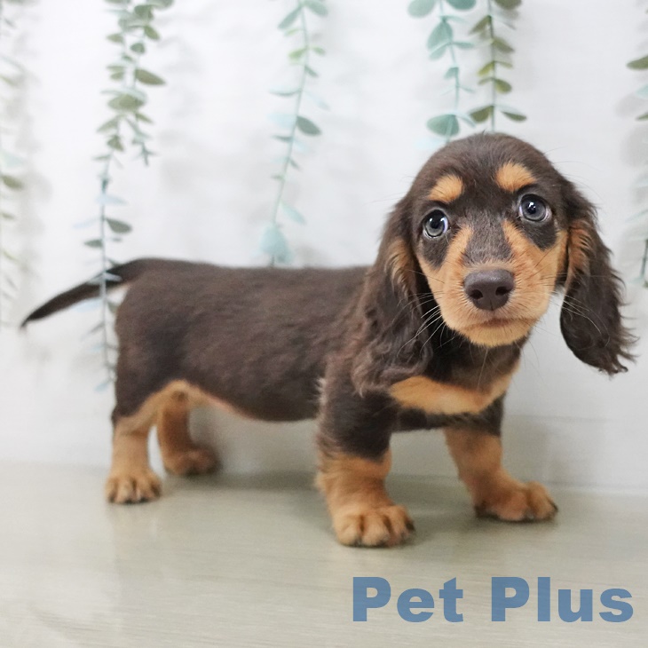 茨城県のミニチュアダックスフンド(ロング) (ペッツワン つくば店/2025年9月3日生まれ/女の子/チョコレートタン)の子犬の1枚目の画像