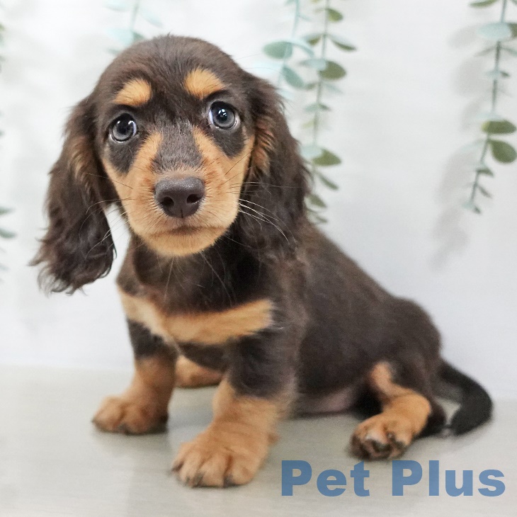茨城県のミニチュアダックスフンド(ロング) (ペッツワン つくば店/2025年9月3日生まれ/女の子/チョコレートタン)の子犬の2枚目の画像