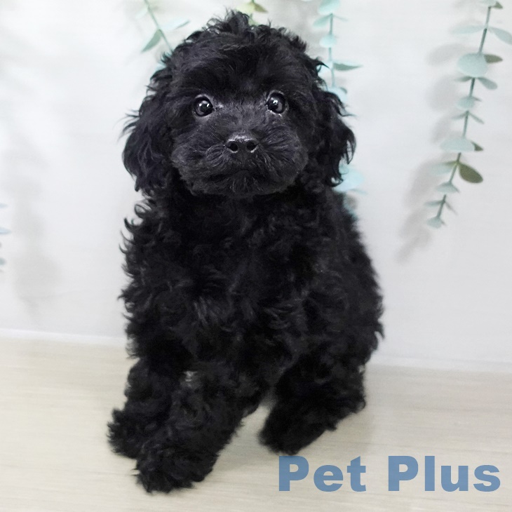千葉県のトイプードル(トイ) (ペットプラス 八千代緑が丘店/2025年9月2日生まれ/男の子/ブラック)の子犬の1枚目の画像