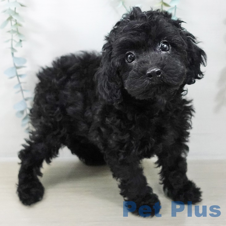 千葉県のトイプードル(トイ) (ペットプラス 八千代緑が丘店/2025年9月2日生まれ/男の子/ブラック)の子犬の2枚目の画像