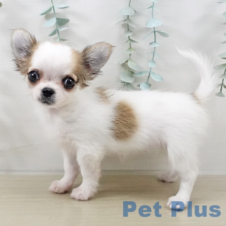 岩手県のチワワ(ロング) (ペットプラス 盛岡南店/2025年8月27日生まれ/女の子/フォーンホワイト)の子犬