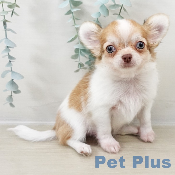 群馬県のチワワ(ロング) (ペットプラス イオンモール太田店/2025年9月2日生まれ/男の子/チョコレートフォーンホワイト)の子犬の1枚目の画像