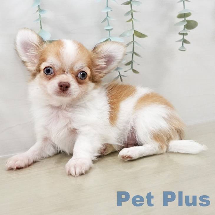 群馬県のチワワ(ロング) (ペットプラス イオンモール太田店/2025年9月2日生まれ/男の子/チョコレートフォーンホワイト)の子犬の2枚目の画像