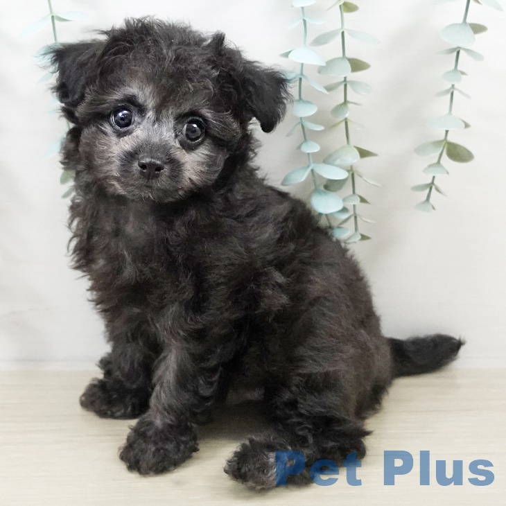 トイ・プードル