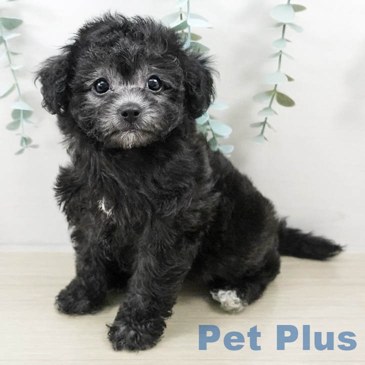 トイ・プードル