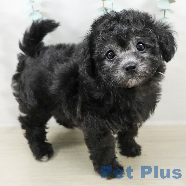 トイ・プードル