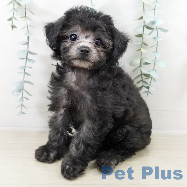 トイ・プードル