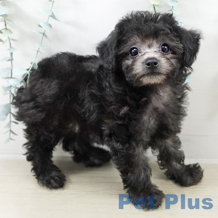 トイ・プードル