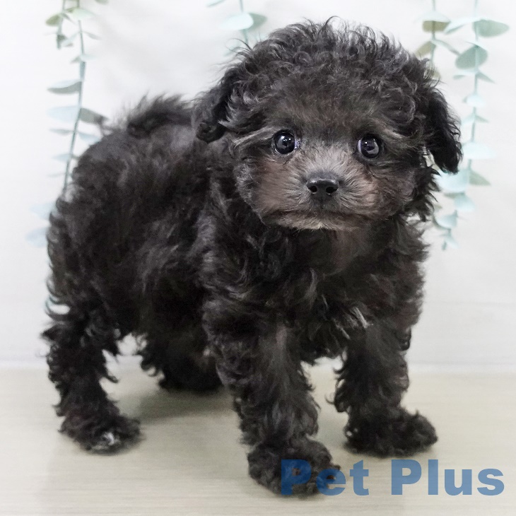 宮城県のトイプードル(トイ) (ペットプラス 仙台上杉店/2025年9月5日生まれ/男の子/シルバー)の子犬の1枚目の画像