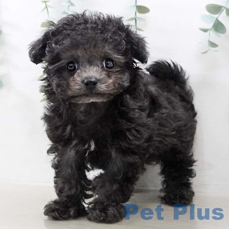 宮城県のトイプードル(トイ) (ペットプラス 仙台上杉店/2025年9月5日生まれ/男の子/シルバー)の子犬の2枚目の画像