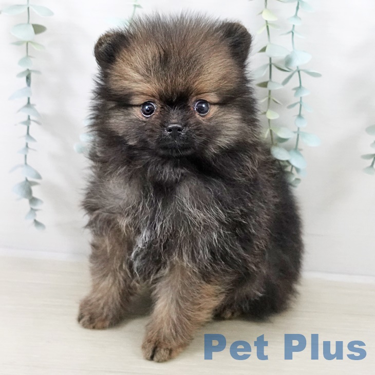 福島県のポメラニアン (ペットプラス 福島店/2025年9月3日生まれ/男の子/オレンジセーブル)の子犬の1枚目の画像