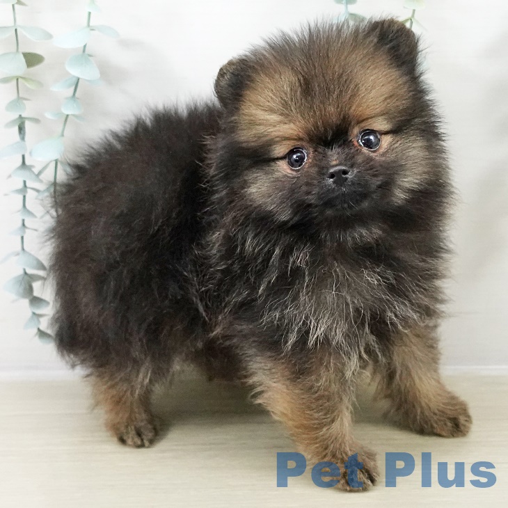 福島県のポメラニアン (ペットプラス 福島店/2025年9月3日生まれ/男の子/オレンジセーブル)の子犬の2枚目の画像