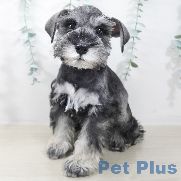 東京都のミニチュアシュナウザー (ペッツワン 南砂町SUNAMO店/2025年9月4日生まれ/女の子/ソルトペッパー)の子犬の1枚目の画像