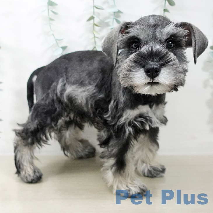 東京都のミニチュアシュナウザー (ペッツワン 南砂町SUNAMO店/2025年9月4日生まれ/女の子/ソルトペッパー)の子犬の2枚目の画像