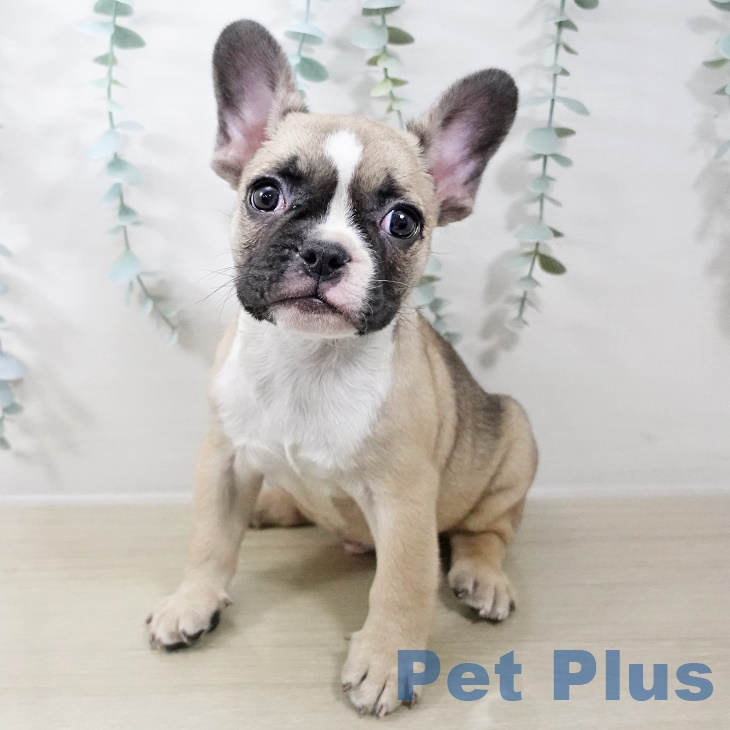 フレンチ・ブルドッグ