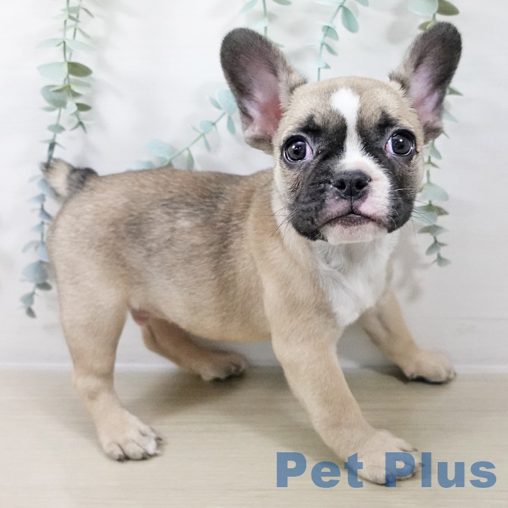 フレンチ・ブルドッグ