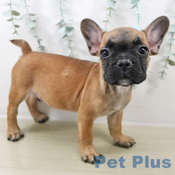 フレンチ・ブルドッグ