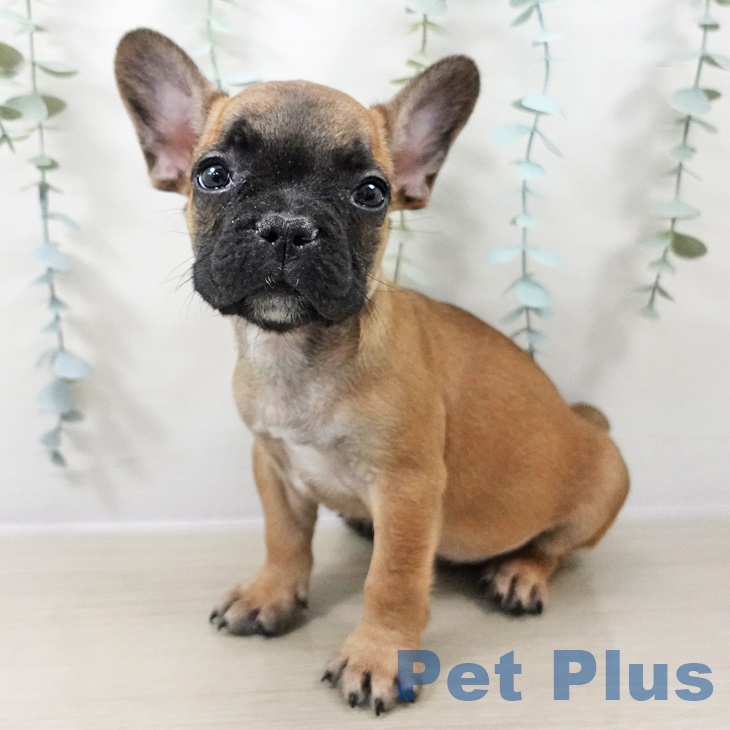 フレンチ・ブルドッグの写真2