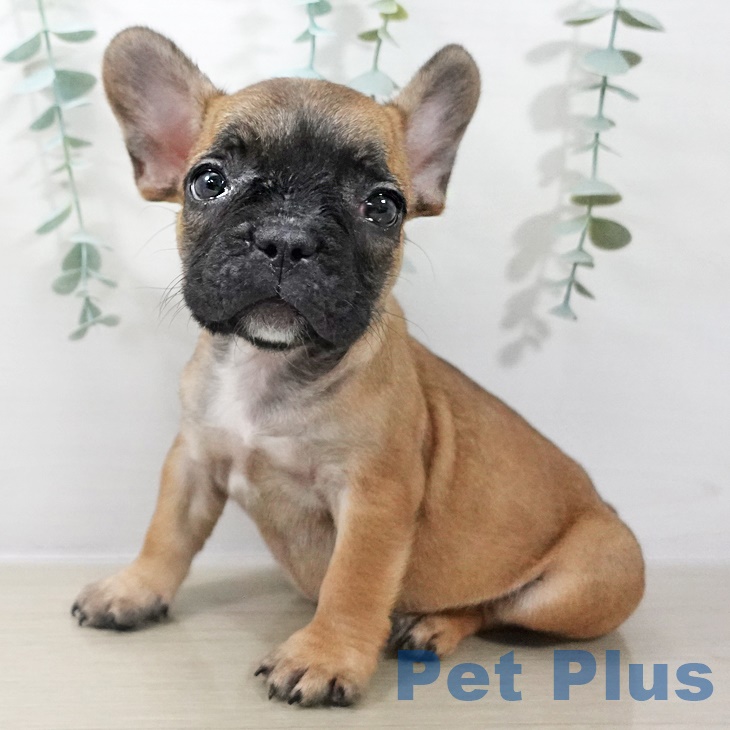 フレンチ・ブルドッグ