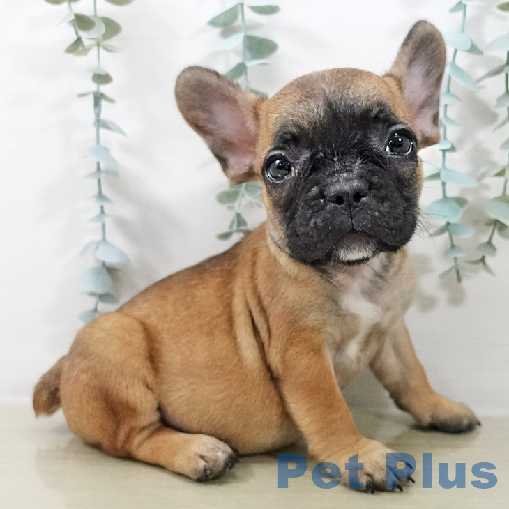 フレンチ・ブルドッグ