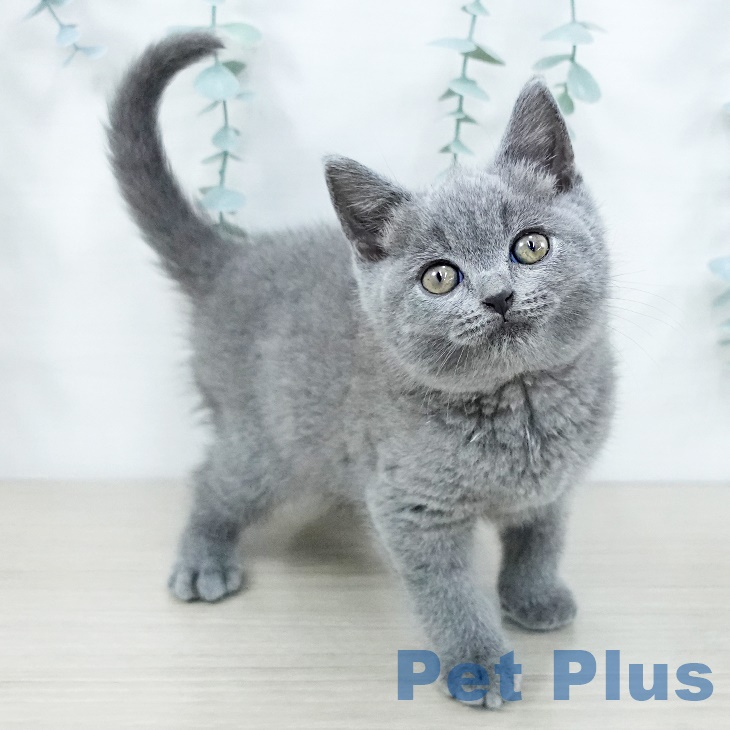 福岡県のブリティッシュショートヘアー (ペットプラス 黒崎店/2025年8月29日生まれ/男の子/ブルー)の子猫の1枚目の画像