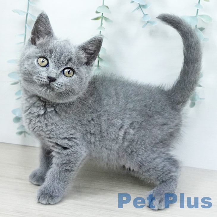 福岡県のブリティッシュショートヘアー (ペットプラス 黒崎店/2025年8月29日生まれ/男の子/ブルー)の子猫の2枚目の画像