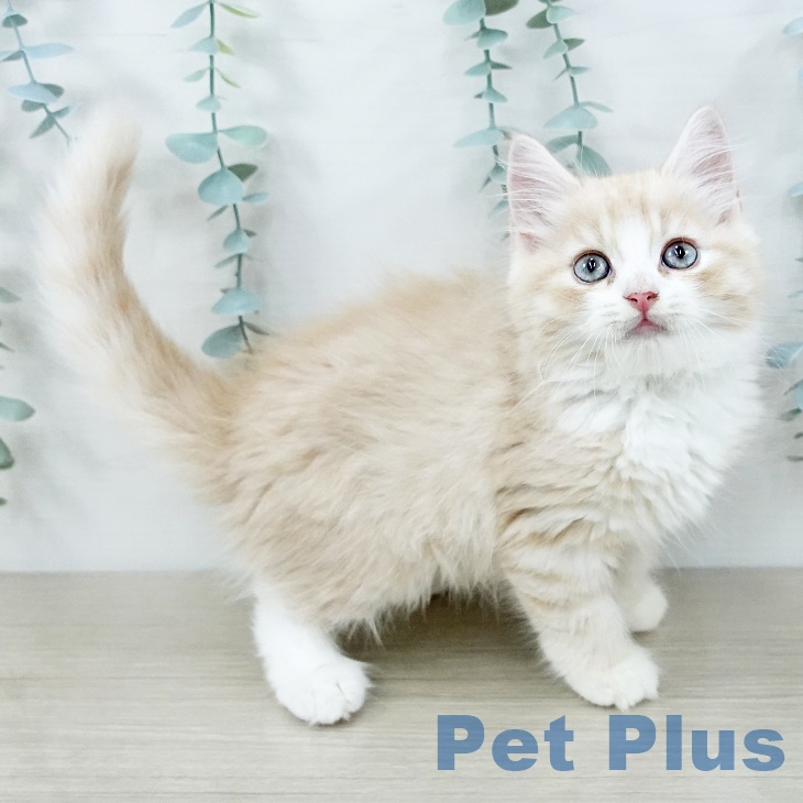 埼玉県のサイベリアン (ペットプラス 川口店/2025年9月2日生まれ/男の子/クリームタビーホワイト)の子猫の2枚目の画像