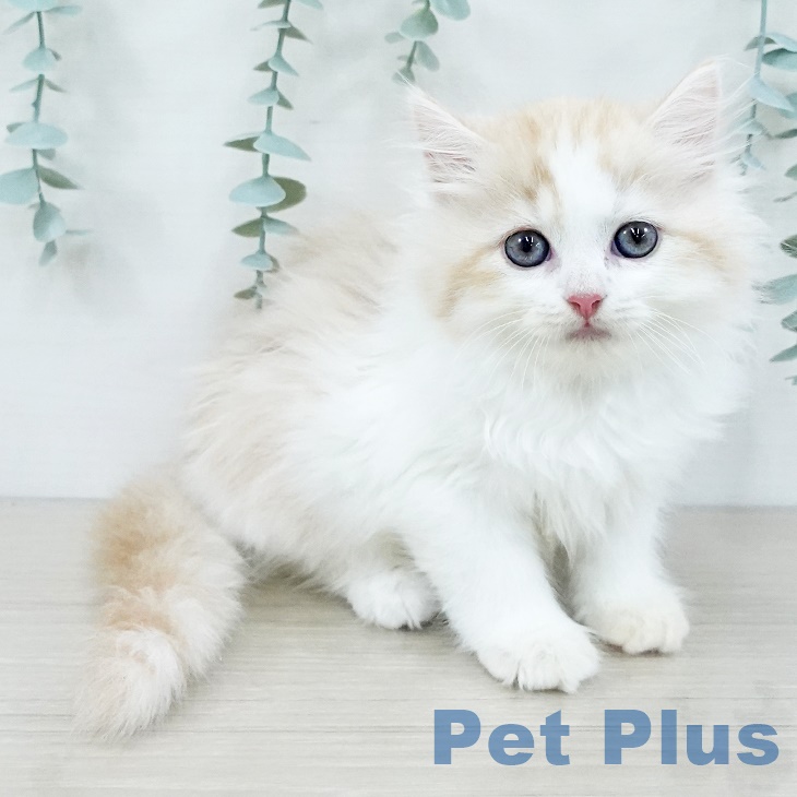 東京都のサイベリアン (ペットプラス アクアシティお台場店/2025年9月2日生まれ/男の子/クリームタビーホワイト)の子猫の1枚目の画像