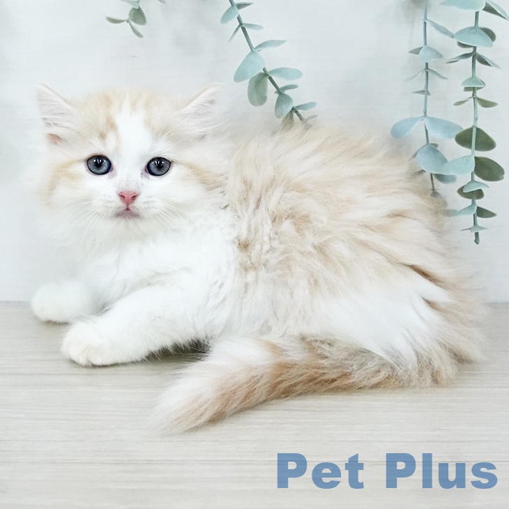 東京都のサイベリアン (ペットプラス アクアシティお台場店/2025年9月2日生まれ/男の子/クリームタビーホワイト)の子猫の2枚目の画像