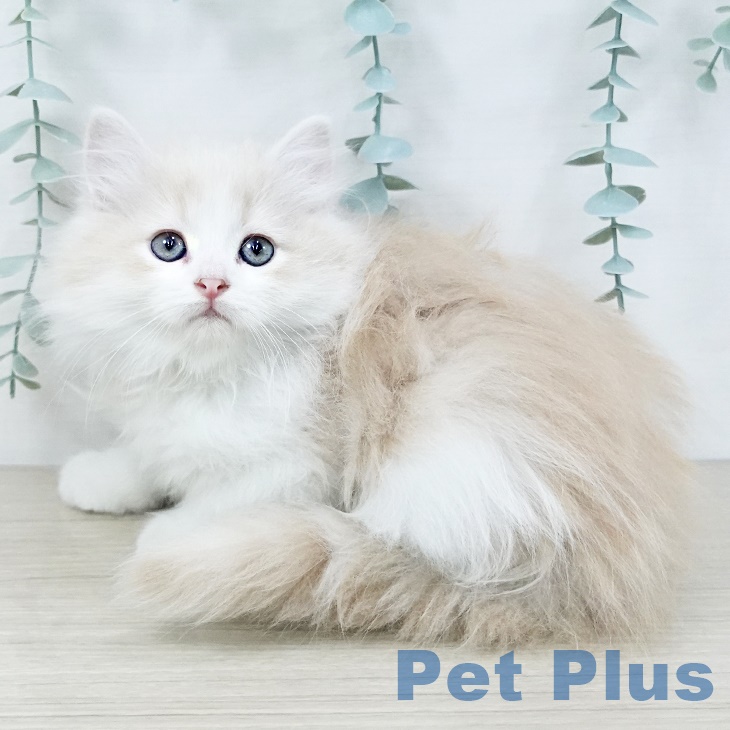 ラガマフィンの写真2