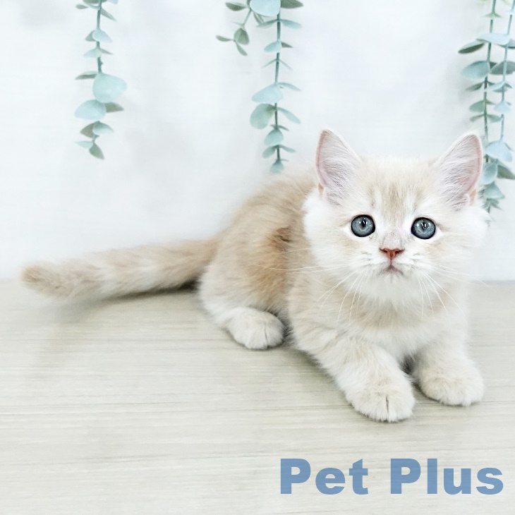 福岡県のラガマフィン (ペットプラス 福岡店/2025年9月2日生まれ/男の子/クリームタビー)の子猫の1枚目の画像