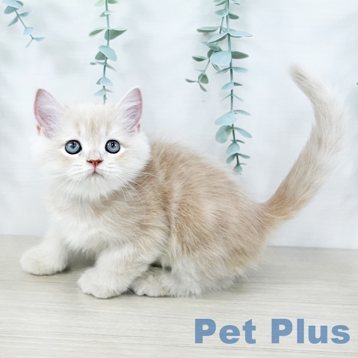 福岡県のラガマフィン (ペットプラス 福岡店/2025年9月2日生まれ/男の子/クリームタビー)の子猫の2枚目の画像