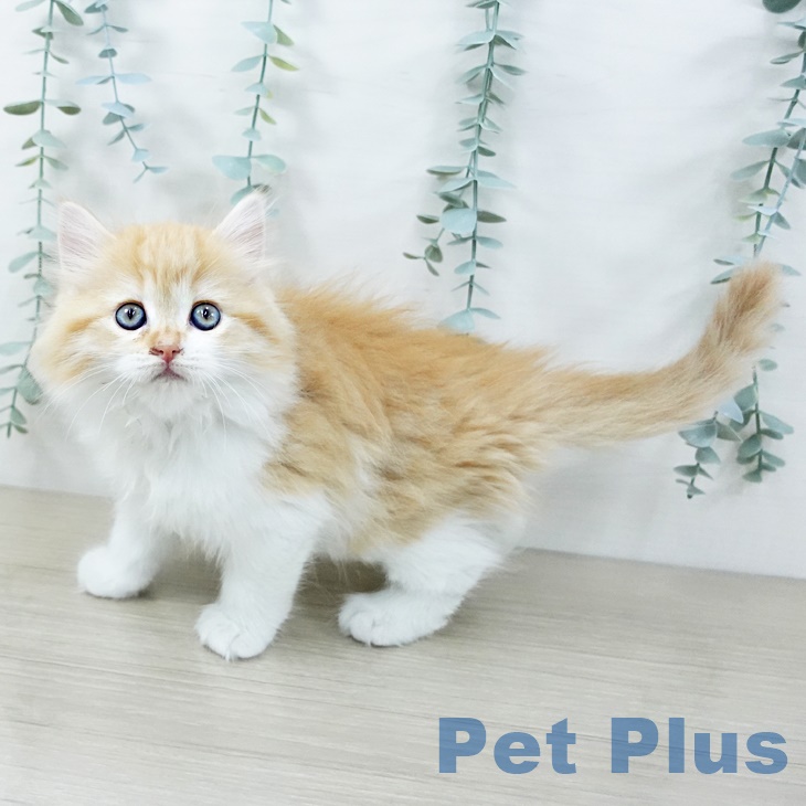 福岡県のラガマフィン (ペットプラス ららぽーと福岡店/2025年9月5日生まれ/女の子/レッドタビーホワイト)の子猫の1枚目の画像