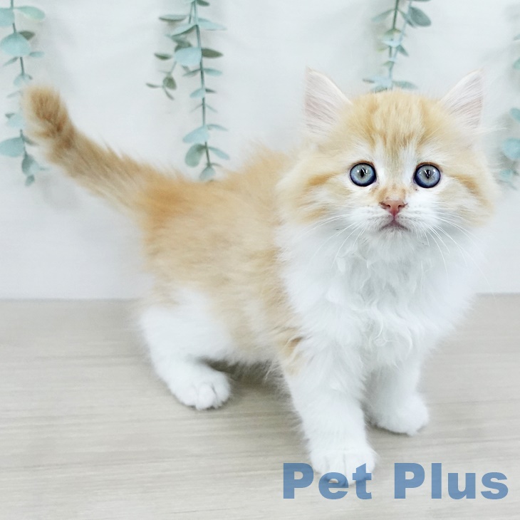 福岡県のラガマフィン (ペットプラス ららぽーと福岡店/2025年9月5日生まれ/女の子/レッドタビーホワイト)の子猫の2枚目の画像