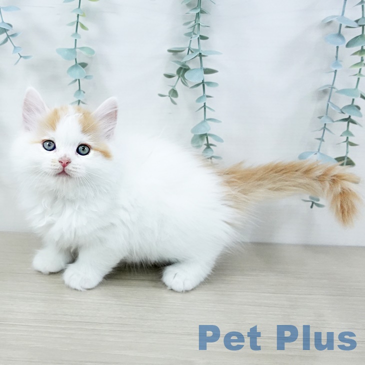 埼玉県のラガマフィン (ペットプラス イオンモール春日部店/2025年9月5日生まれ/女の子/レッドタビーホワイト)の子猫の1枚目の画像