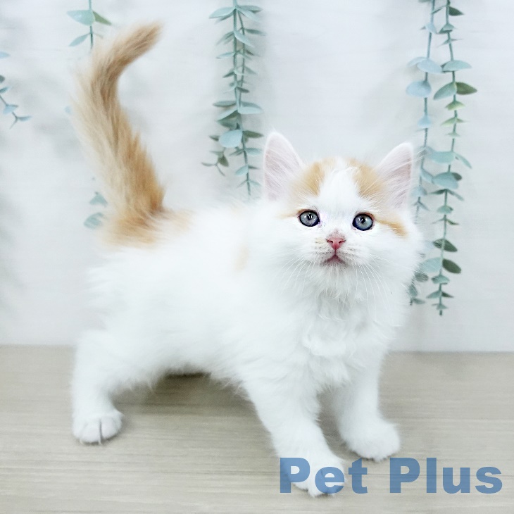 埼玉県のラガマフィン (ペットプラス イオンモール春日部店/2025年9月5日生まれ/女の子/レッドタビーホワイト)の子猫の2枚目の画像