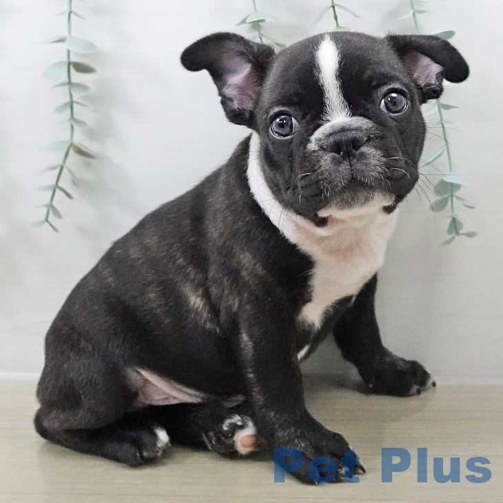 フレンチ・ブルドッグ