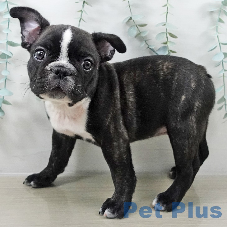 フレンチ・ブルドッグ