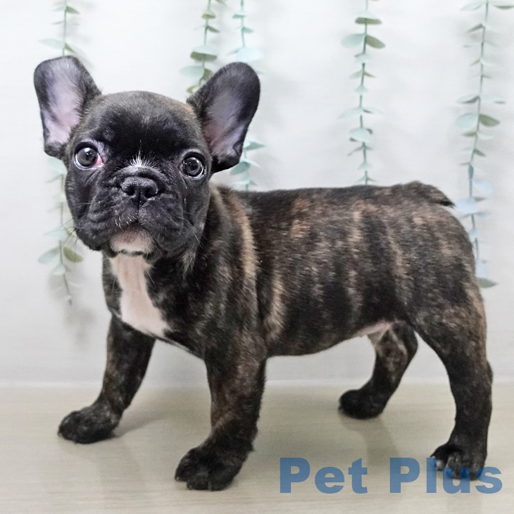 フレンチ・ブルドッグ