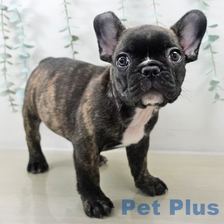 フレンチ・ブルドッグ