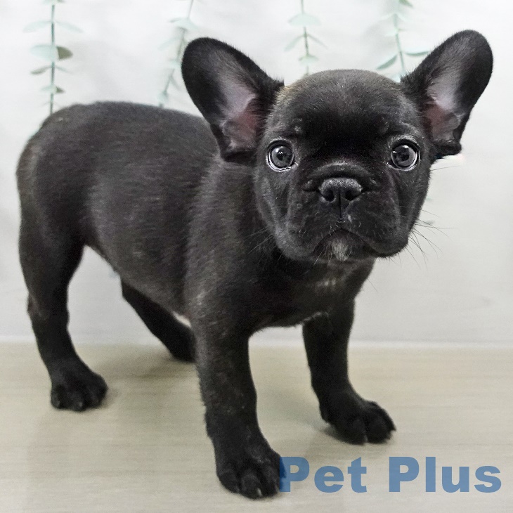 茨城県のフレンチブルドッグ (ペッツワン 古河店/2025年9月5日生まれ/女の子/ブリンドルホワイト)の子犬の1枚目の画像