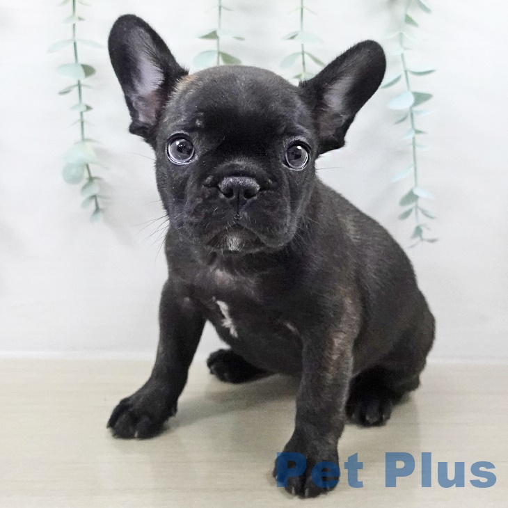 茨城県のフレンチブルドッグ (ペッツワン 古河店/2025年9月5日生まれ/女の子/ブリンドルホワイト)の子犬の2枚目の画像