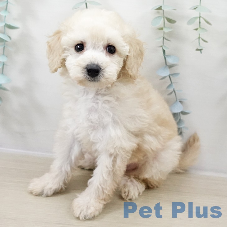 トイ・プードル