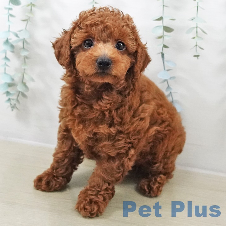 宮城県のトイプードル(トイ) (ペットプラス 仙台上杉店/2025年9月4日生まれ/男の子/レッド)の子犬の1枚目の画像