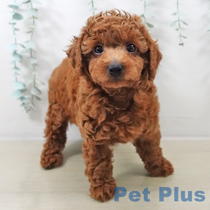 宮城県のトイプードル(トイ) (ペットプラス 仙台上杉店/2025年9月4日生まれ/男の子/レッド)の子犬の2枚目の画像